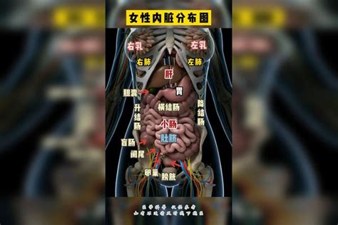 女胃位置|女性腹部内脏器官位置分布图